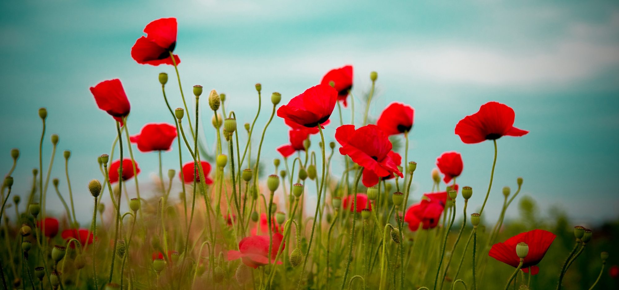 Legge di risonanza &hellip; vittima o giocatore?