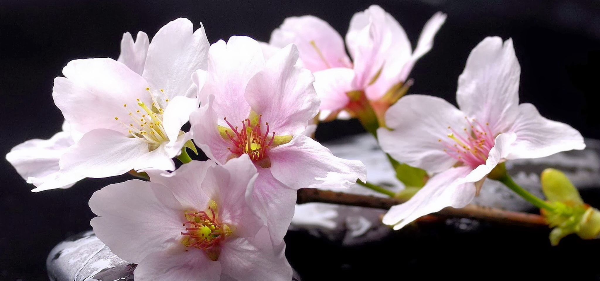 Premesse al lavoro sulla Biografia Umana