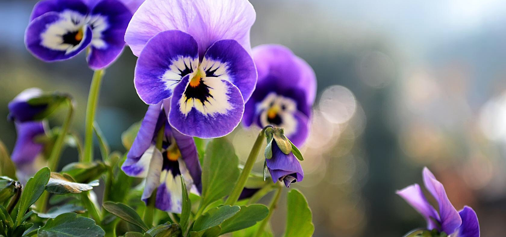 Quanta saggezza in un ossicino di pollo!
