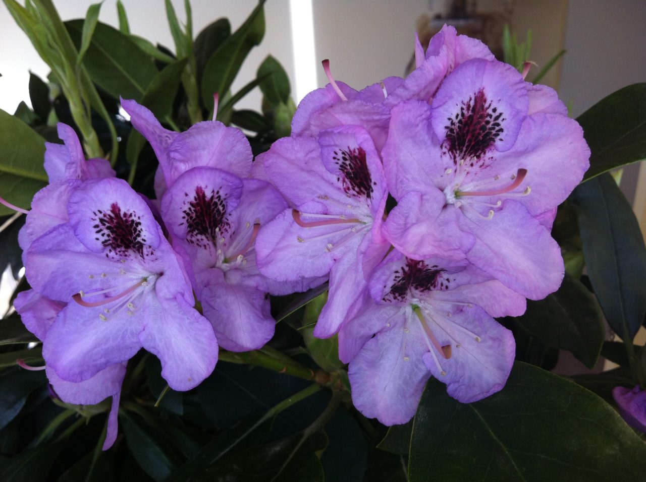 Personal Branding e il rododendro