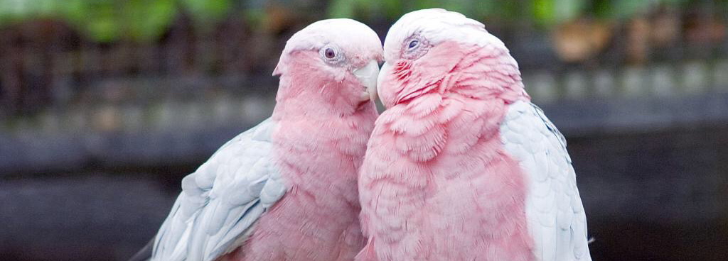 Che facciamo, negoziamo?