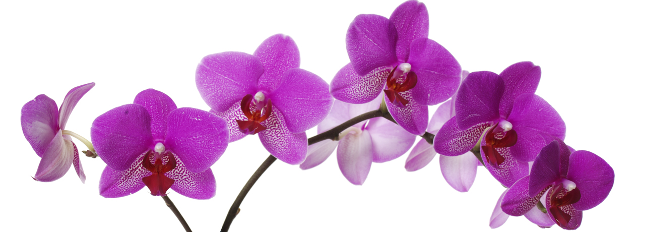 Felicità: una dose abbondante di amicizia, un pizzico di saggezza e virtù q. b.