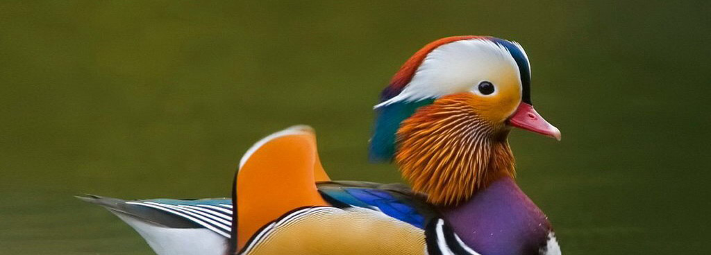 Quello che voglio è…