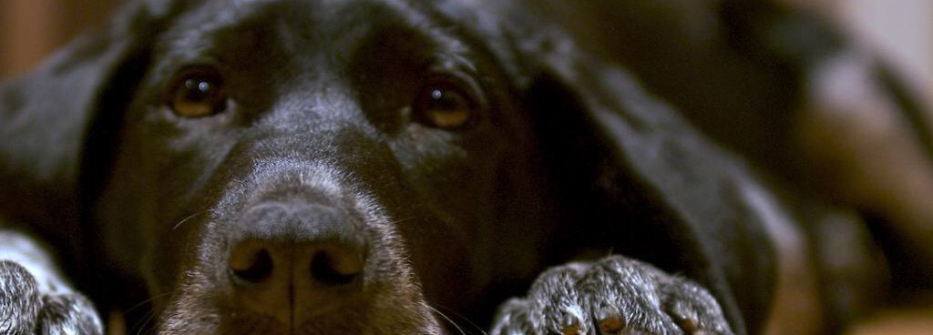 Pigrizia o mancanza di motivazioni?